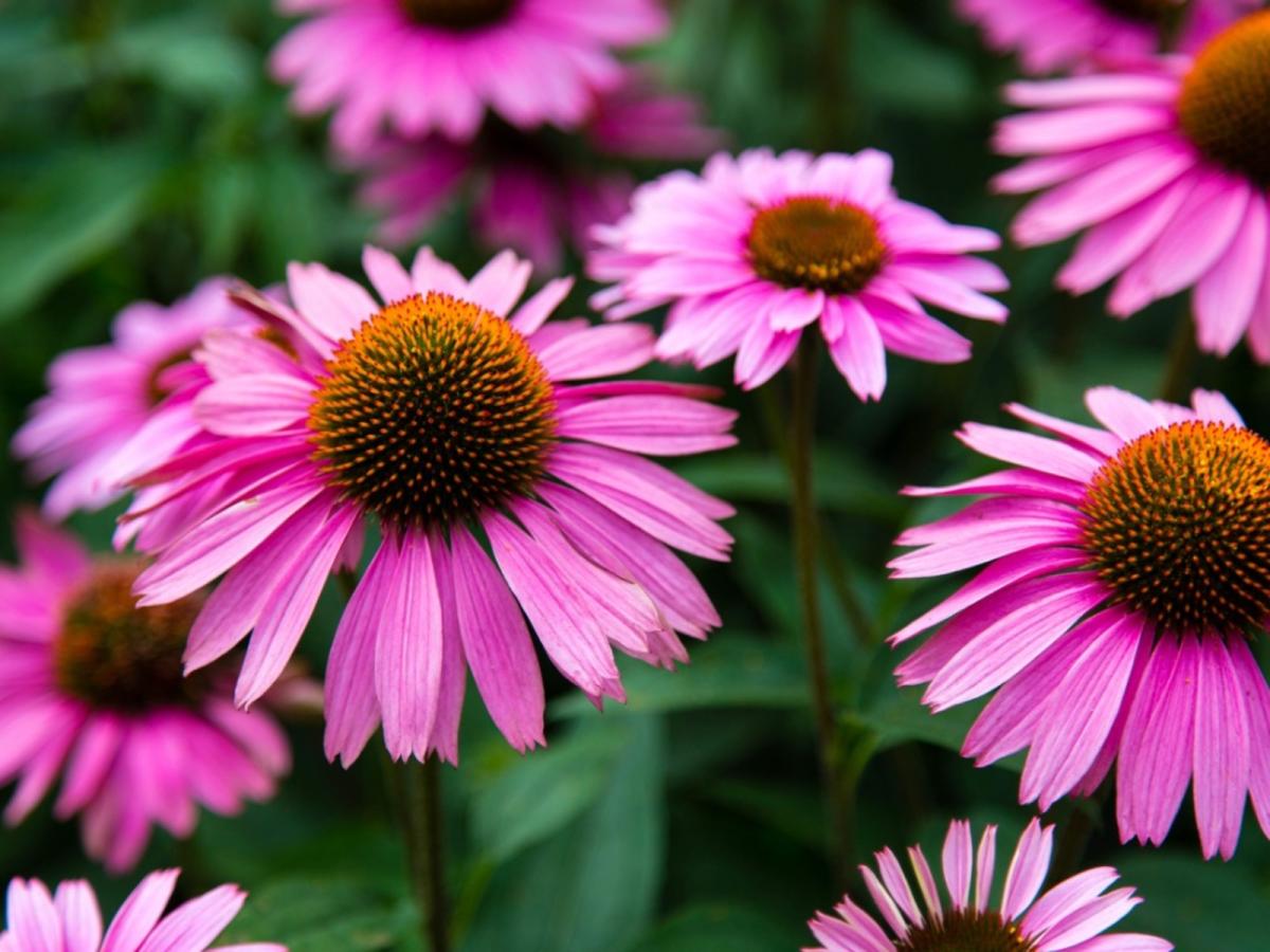 purple coneflower photograph